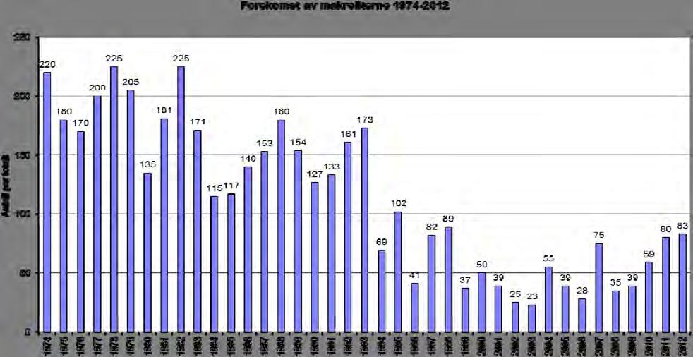 Makrellterna har også vært i sterk tilbakegang fra 1970- og 1980-tallet til rundt år 2000, men bestanden har gledelig nok økt noe de siste tre årene.