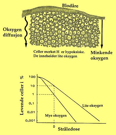 Oksygeneffekt D37 aerob D37 (1 / ) ( ) OER = = (1 / D ) ( ) med oksygen uten oksygen anaerob uten oksygen med oksygen 37 anaerob D37 aerob Oksygen er et