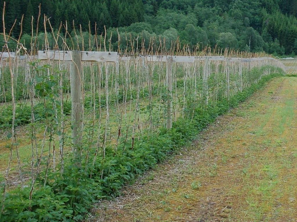 Vinterskade hjå bringebær Bringebærplanene er i djup kvile fram til januar. Seinare kan knoppane bryta og verta skadde av frost.