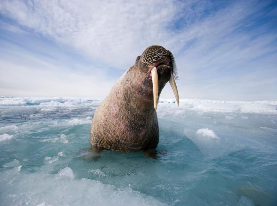 PAUL NICKLEN / NATIONAL GEOGRAPHIC