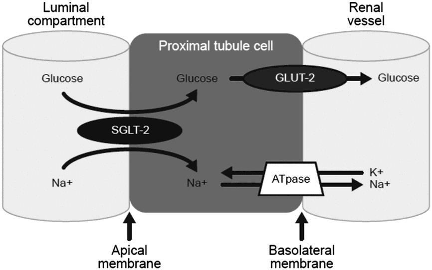proximal tubule cells. Kidney Int Suppl 2007.106: S27 35