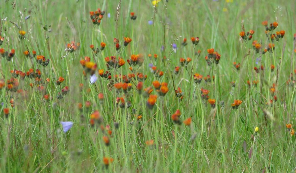 Utvelgingen Vurderingsplikt Kriterier for utvelging Truet naturtype Inneholder prioriterte arter