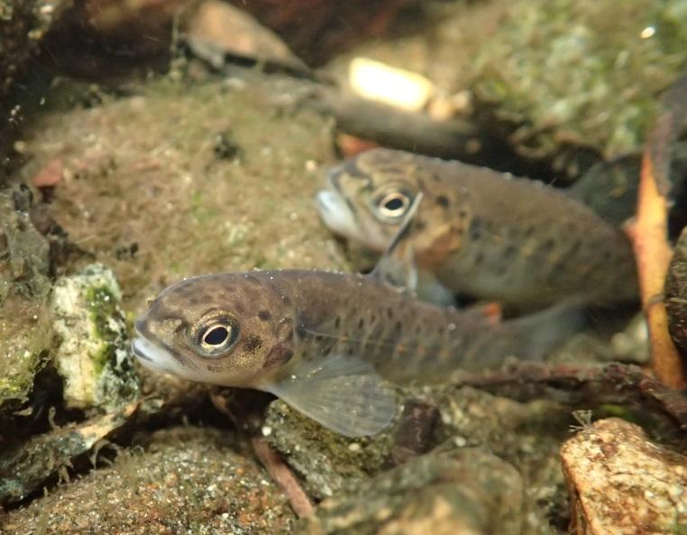 Ungfisk på anadrom elveareal Ungfiskestimat for