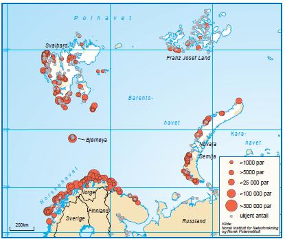 Figur 7. Hekkekolonier for sjøfugl i Barentshavet. Kilde: Norsk polarinstitutt og NINA. Krykkje er den nest mest tallrike sjøfuglarten i fastlands-norge.