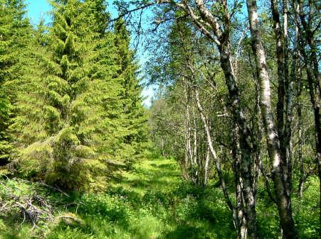 Tundra (7%) Boreal skog (15-20%) Godt
