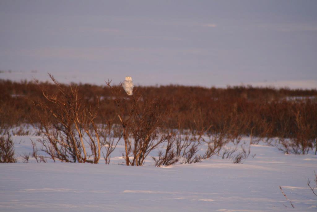 Vegetasjon & varmere klima: Tilbakekopling II & III II: Skog og kratt over snødekket gir minket strålingsrefleksjon (Chapin et al.