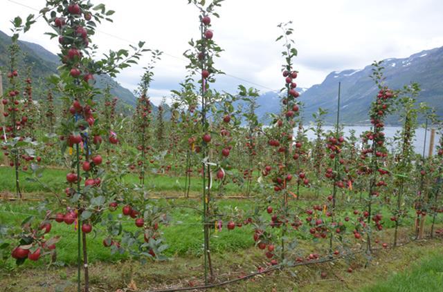 HOVUDMÅL FOR EPLEPRODUKSJON Rask etablering av trea etter planting Tidleg avling, seinare jamn