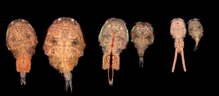 Fra venstre: torskelus (Caligus curtus), lakselus (Lepeoptheirus salmonis) og skottelus