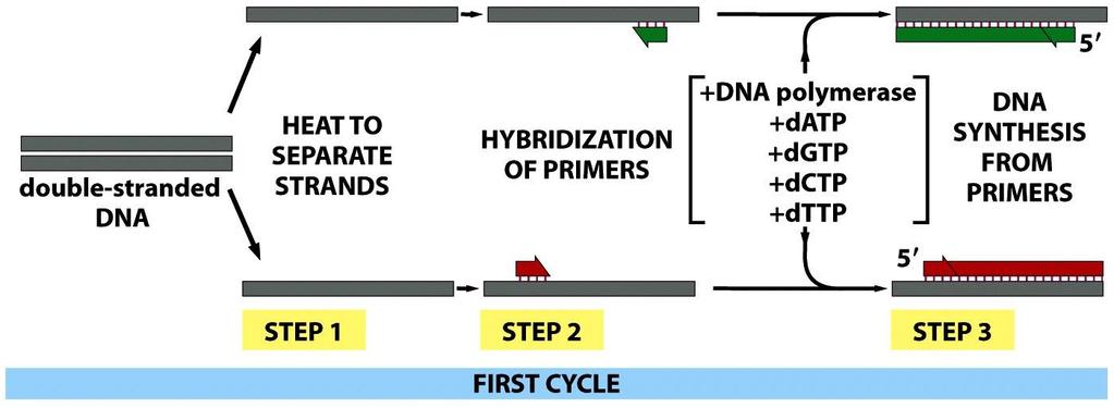 FYS4720 and FYS9720 PCR-teknikken: Polymerase Chain Reaction Denne teknikken brukes for å mangfoldiggjøre DNA-sekvenser (også prober).