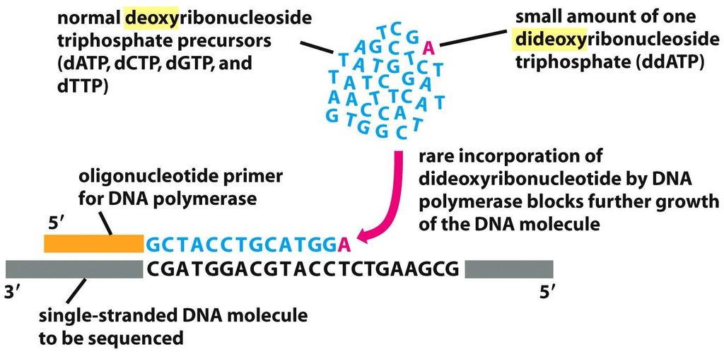 31 DNA-sekvensiering slik det ble gjort med den klassiske metoden.