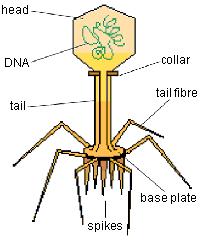 4 I et virus (for eksempel en bakteriofag) er arvestoffet (DNA eller RNA) pakket inn i en