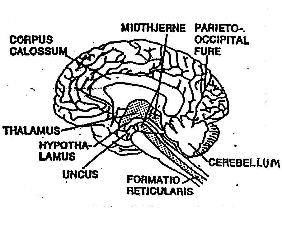 Luria: Blokk 1 Hjernestammen, retikulærsubstansen, pons, thalamus: Energisentralen Ubevisste prosesser