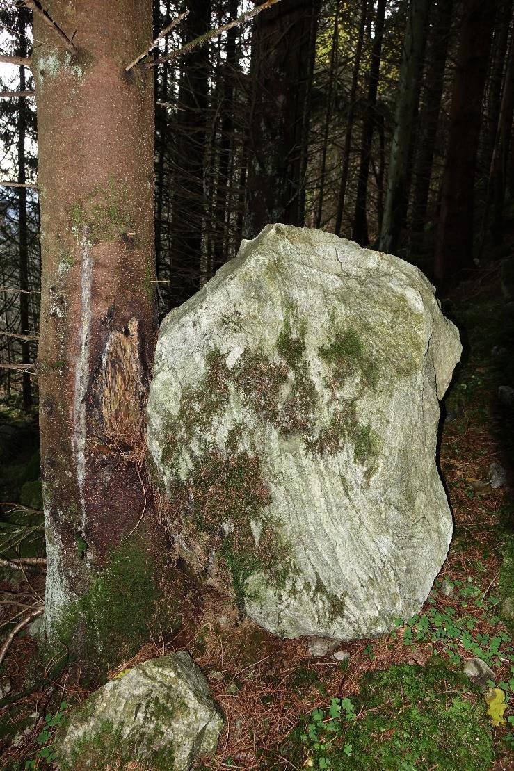 SKOG SKREDDEMPENDE EFFEKT Bjørkeskog har en klar skreddempende effekt i løsneområder for snøskred Granskog har en klar skreddempende effekt for steinsprang i løsne- og