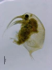 dyreplanktonsamfunn: Cyclops scutifer I. Dimante-Deimatovica I.