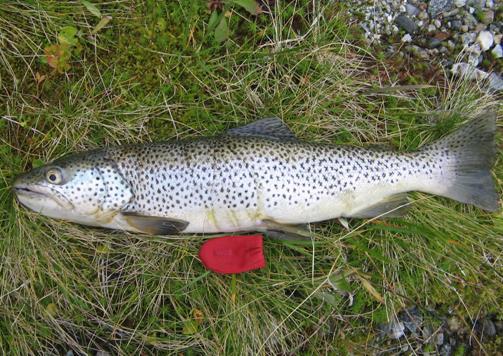 Dei to + som vart funne beviser at det førekjem naturleg rekruttering, men truleg er det ikkje vellukka naturleg rekruttering i Urdavatnet årleg.