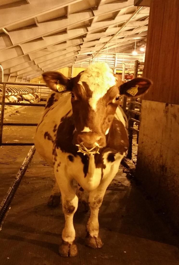 Oppstalling av melkekyr i velferdsavdeling i norske løsdriftsfjøs Housing of dairy cows in special needs facilities in Norwegian freestall barns Foto: Privat Heidi