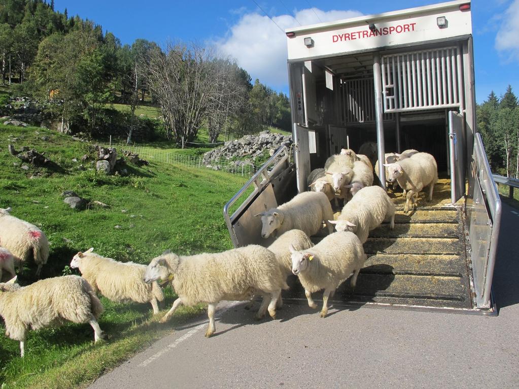 Veileder om transportegnethet og skille mellom dyr under transport NÅR KAN DYR TRANSPORTERES?