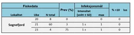 Lakselusovervåkinga i 2014 i Sognefjorden når