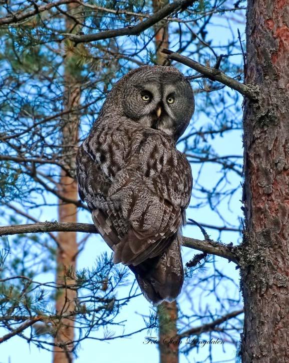 skogkommuner Høy aktivitet