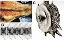 Figr 2: Forkortede virvler hos oppdrettslaks. () ilde av haleregionen hos laks med forkortede virvler. () Røntgenfotografi av haleregion hos laks med forkortede virvler.