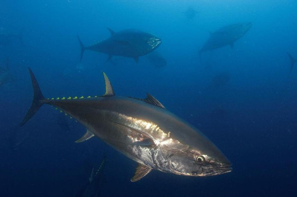Predatorer på makrell i norske farvann makrellstørje