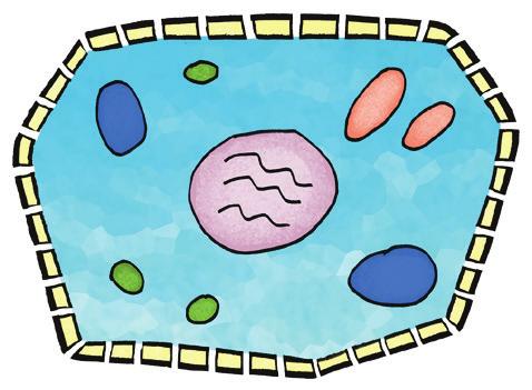 I desse cellene ligg arvestoffet inni cellekjerna, slik som matoppskrifter kan vere samla i ei kokebok. Bakteriar har ikkje cellekjerne.