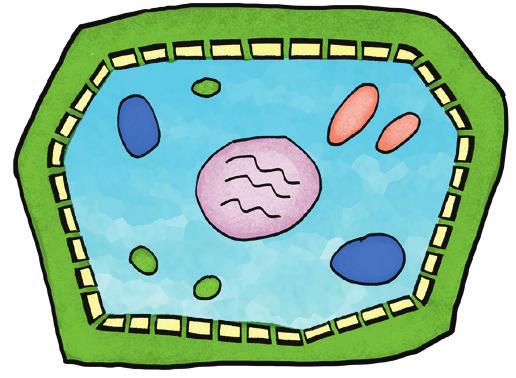 cellevegg utanpå cellemembranen som stivar opp cella Modell av dyrecelle eit væskefylt, lite
