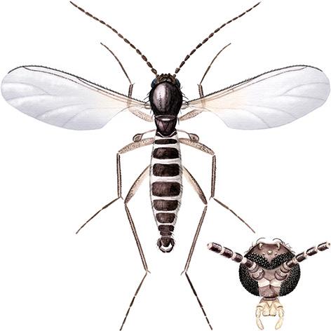 Hærmygg/sørgemygg (Sciaridae) 1-7 mm lange Ofte sotfargede vinger Lange perlesnor antenner Øynene møtes i en smal bro oppå hodet (sees i lupe) Larvene er hvite til glassaktige, beinløse med sort hode