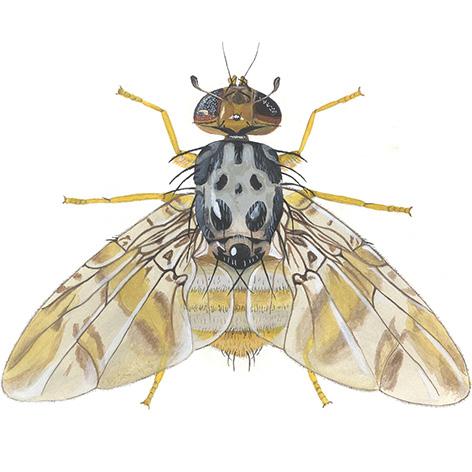 Humleblomsterfluer (Volucella) Store fluer, 12-17 mm lange Gule og svarte Ligner humler eller veps Larven er gulgrå, flat med rynker på tvers, spiss i hodeenden, har gangvorter og blir opptil 15 mm