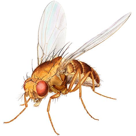 Springfluer (Sphaeroceridae) Små, 0,7-5,5 mm lange Bredt første fotledd på bakbein Siste antenneledd kulerundt med lang antennebørste Larven spiss i hodeenden, tvert avsluttet bak (typisk maggot)
