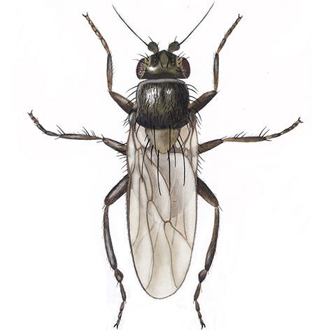 Larven er en typisk maggot Springfluer er en insektfamilie med over 110 arter i Norge. De flyr sjelden, men løper raskt med karakteristiske, rykkvise bevegelser.