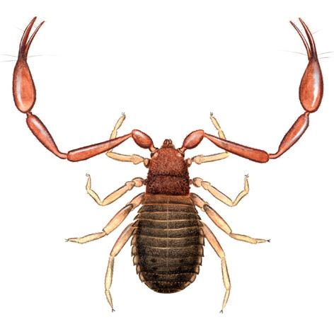 Bokskorpion (Chelifer cancroides) Opptil 4,5 mm lang kropp Lange pedipalper med klosakser Mørk brun kropp og rødlige klosakser 4 beinpar Vevkjerringer (Opiliones) Liten kropp og lange bein 4 beinpar
