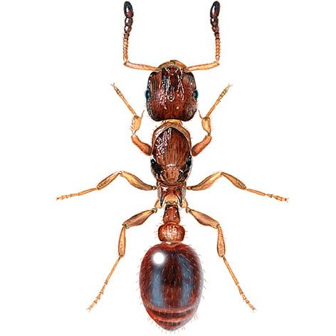 Skogsmaur (Formica rufa-gruppen) Hode tofarget i rødbrunt og svart Mellomkropp rødbrun, bakkropp svart Arbeiderne er 4,5-9 mm Ligner stokkmaur, men denne har ensfarget hode Eitermaur (Myrmica spp.