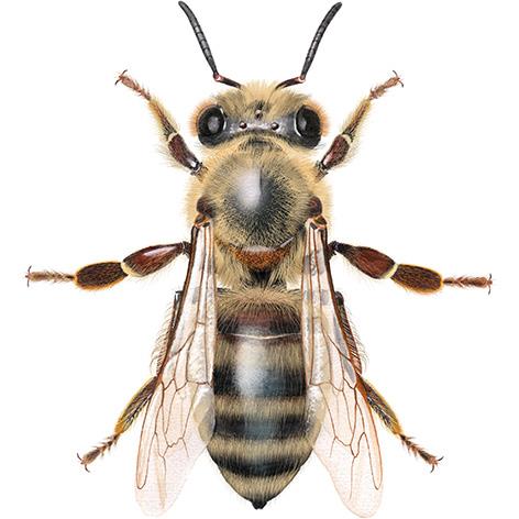 Honningbie (Apis mellifera) Loddent behåret Hår på øynene (skiller honningbie fra andre bier) Slikkende munndeler Arbeiderne er 12-13 mm lange Dronningen er ca.