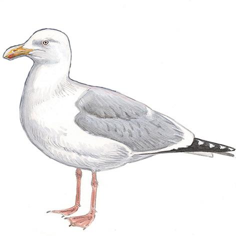 Måkefamilien (Laridae) Middels store til store fugler Hovedsakelig hvite med grå eller gråsvart rygg og vingeoversider Bydue (Columba livia var.