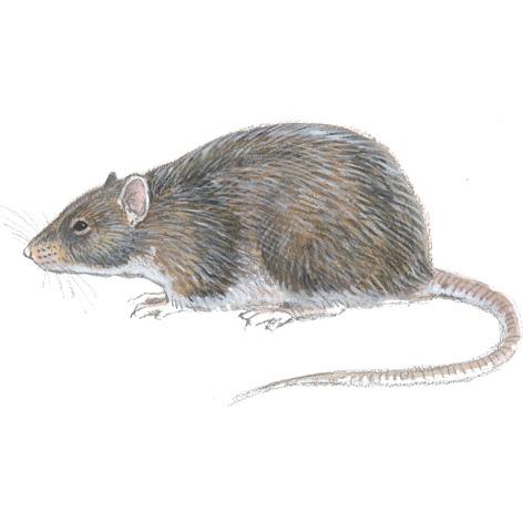 Brunrotte (Rattus norvegicus) Brun, grå eller sort rygg, lys buk Kropp 18-25 cm, hale 15-21 cm (kortere enn kroppen, tykk ved rota, hårløs, tofarget) Ekskrementer oftest: 2,0-2,5 cm, butt i ene