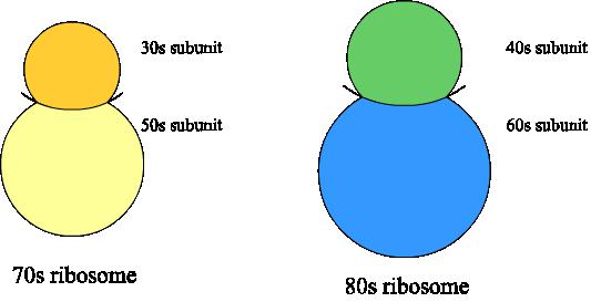 Ribosomer 2/2