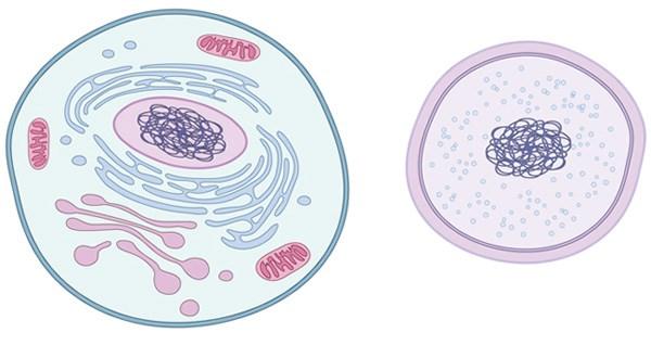 Cellen Cellemembran Cytoplasma DNA (arvestoff) Eukaryoter: Cellekjerne og organeller (Planteceller:
