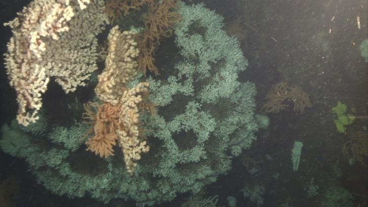 Korallrevenes økologiske funksjon Hotspots for biodiversitet og karbon prosessering Korallskjelettets 3D struktur er levested for >1300 arter fisk, virvelløse dyr og mikroorganismer Tap av disse