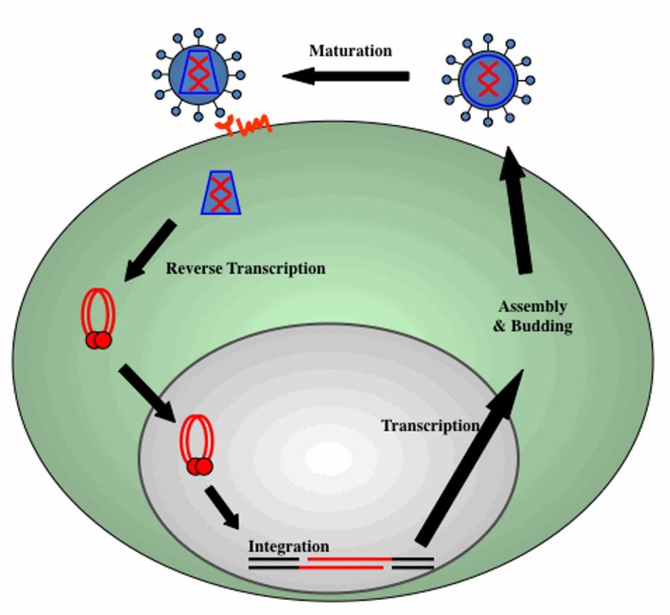 Vertikal overføring av virus De eneste kjente virus som nedarves hos vertebrater er