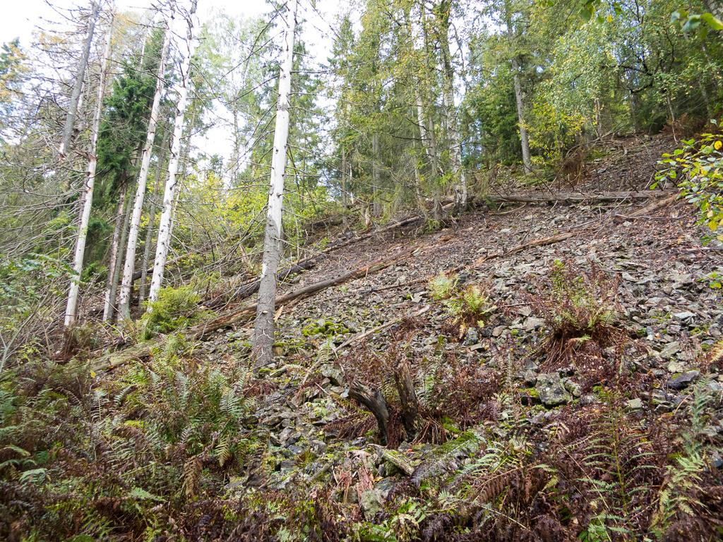 jpg Gammel skog i vestre del.