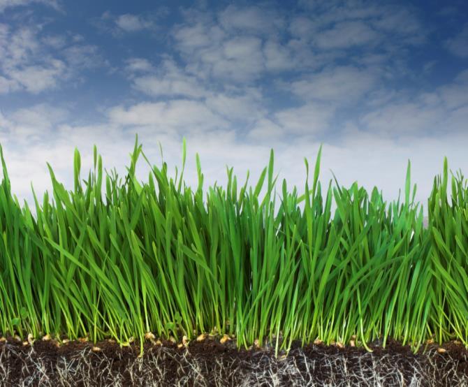Planter: Energikilden for prosesser i jord Planter produserer 2-10 tonn organisk materiale daa -1 år -1 Skudd utgjør 30-70% Under bakken: Røtter; levetid 1 måned