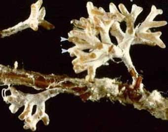 Mykorrhiza: Røttenes røtter Verdens mest utbredte symbiose