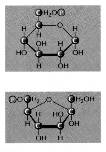 Trinn 2 Glukose-6-fosfat ΔG o = 1.