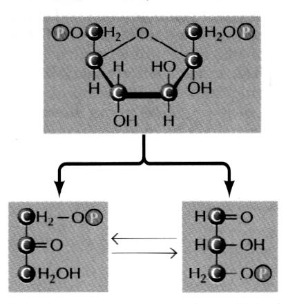 5 kj/mol Triosefosfat isomerase Aldolase spalter fruktose-1,6-bisfosfat i to