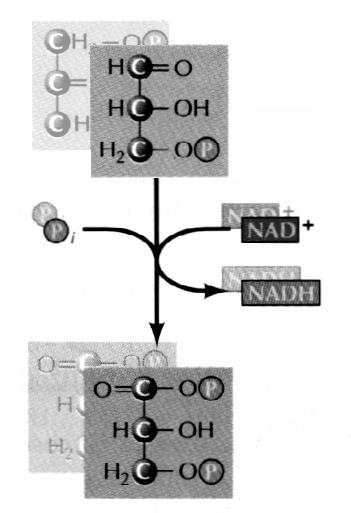Trinn 5 NAD + Glyseraldehyd-3-fosfat ΔG o = 6.