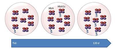 Preanalytiske forhold ved HbA1c Vil resultatene være representative for tilstanden