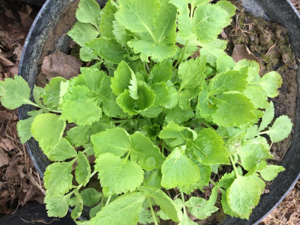 Mitsuba (Cryptotaenia japonica) Spiselig: Ja, bladene og frøene.