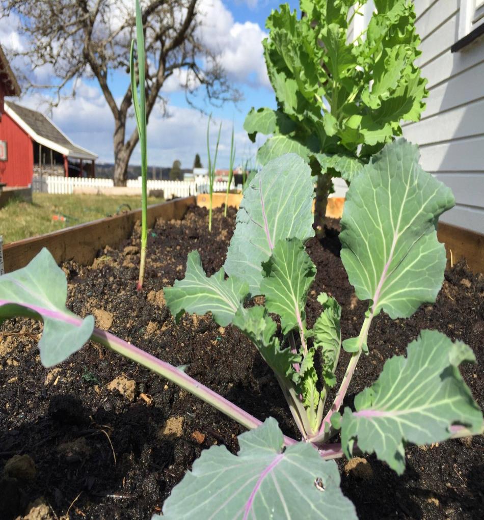 Shetland Grønnkål (Brassica oleracea) En sjelden sort fra Shetlandsøyene Spiselig: Ja, bladene Kategori: Toårig, bladvekst Råd: En hardfør grønnkål.