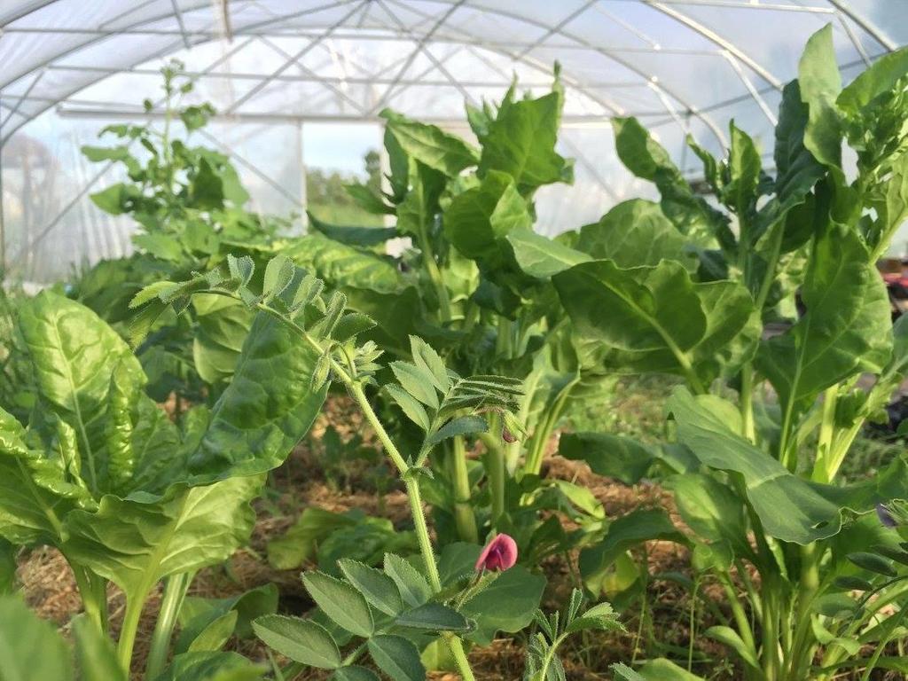 Syrian Medieval Chard (Beta vulgaris) Spiselig: Ja, bladene Kategori: Ettårig Råd: Denne klarer seg helt fint selv.